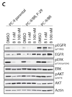 Fig2C.png