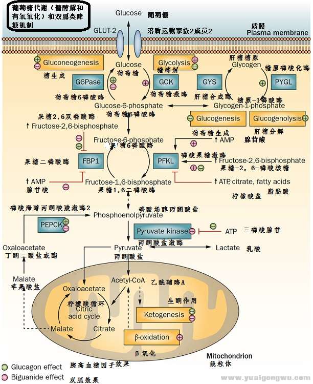 二甲双胍1.jpg