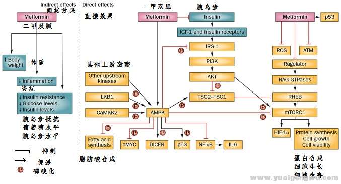 二甲双胍12.jpg